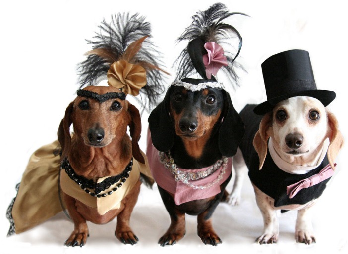 Arraial Pet vai encher Parque dos Bilhares de fofura