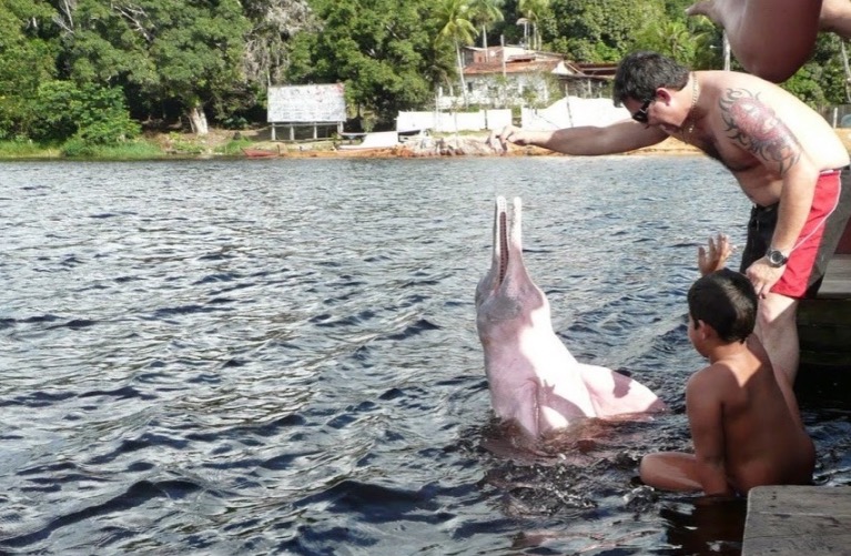 Interação com botos terá duração de apenas 20 minutos no Amazonas
