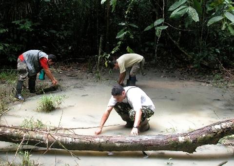 Em Manaus, Ufam lança livro de divulgação sobre girinos da Amazônia