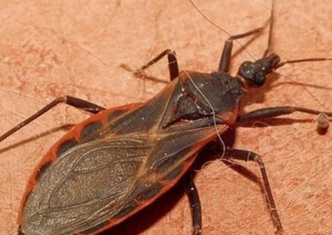 FVS confirma novo caso de Doença de Chagas no Amazonas