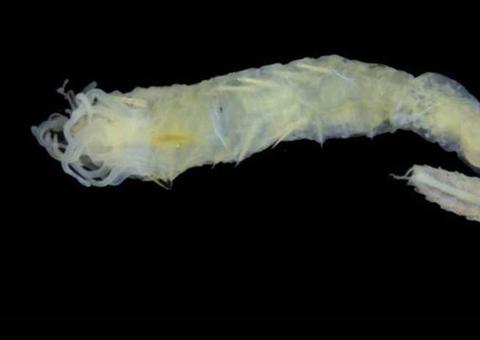 Descoberta nova espécie de verme que tem olhos na cabeça e no traseiro