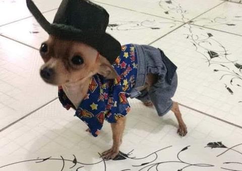 Pinscher na Roça reúne admiradores da raça no Parque Ponte dos Bilhares