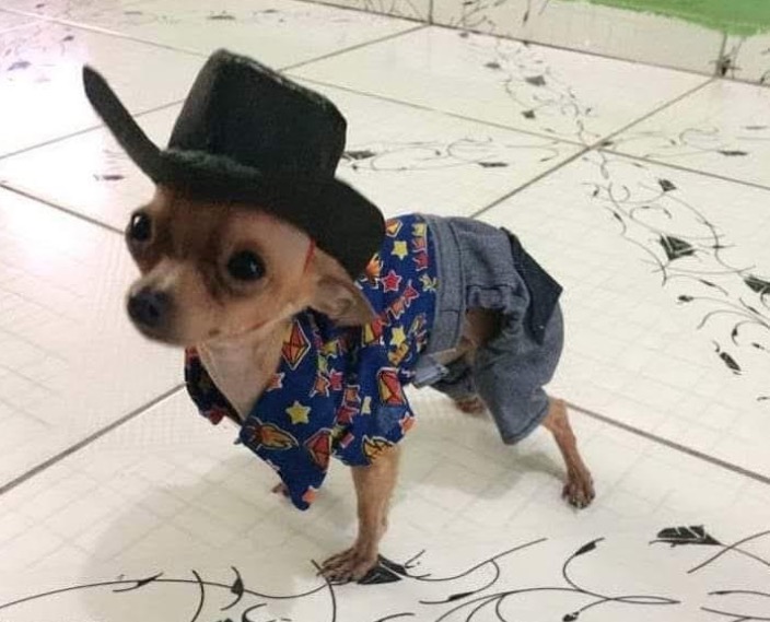 Pinscher na Roça reúne admiradores da raça no Parque Ponte dos Bilhares