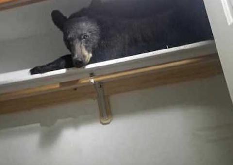 Urso invade casa e entra em armário para tirar 'soneca' nos Estados Unidos
