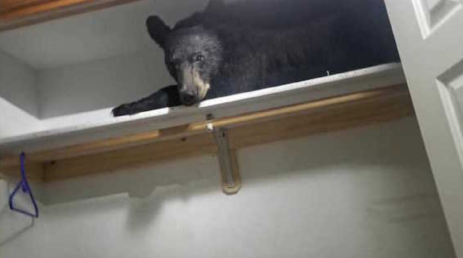 Urso invade casa e entra em armário para tirar 'soneca' nos Estados Unidos