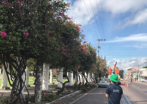 Árvores recebem ação de manejo e retirada das ervas-de-passarinho em Manaus