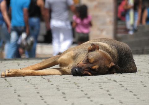  Ocorrências de maus-tratos a animais aumentam 110% neste ano no Amazonas