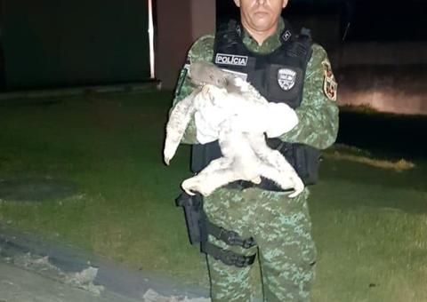 Batalhão Ambiental resgata preguiça em Manaus 