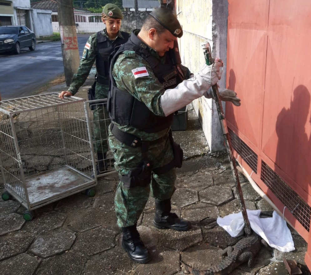 Batalhão Ambiental resgata mais de 100 animais silvestres em Manaus 