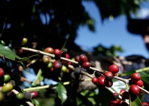 Privatização da Conab é tema de audiência pública na Câmara