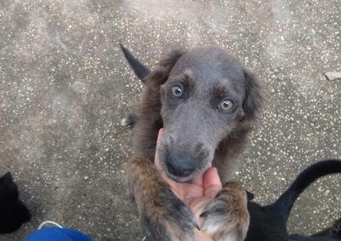 Arraial Pet em shopping de Manaus terá feira de adoção