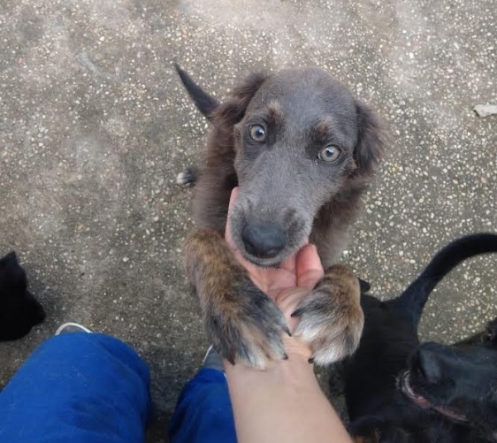 Arraial Pet em shopping de Manaus terá feira de adoção