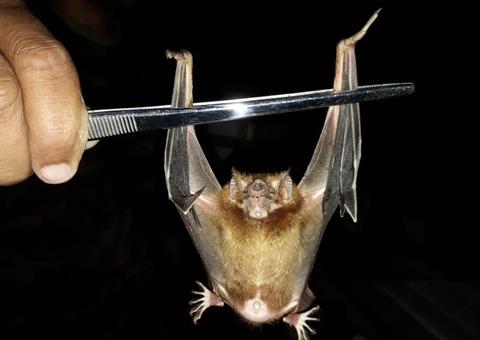 Amazonas registra mais de 110 casos de ataques de morcegos neste ano 