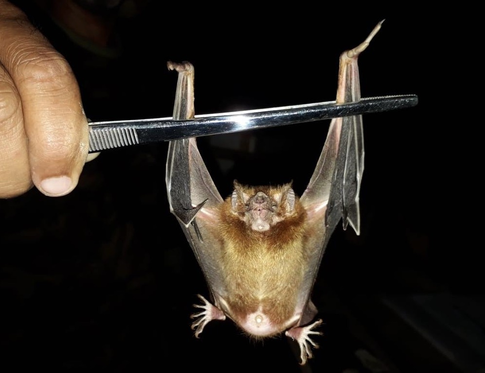 Amazonas registra mais de 110 casos de ataques de morcegos neste ano 