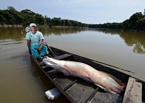 Empresários amazonenses estudam exportar pirarucu para a Europa e Ásia