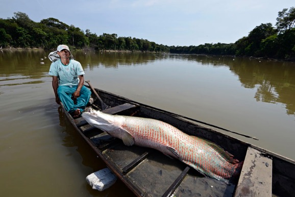 Empresários amazonenses estudam exportar pirarucu para a Europa e Ásia