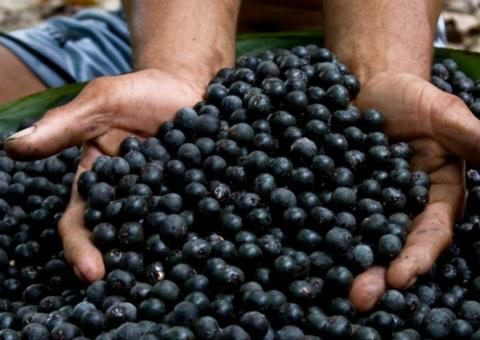  O perigo no açaí: O que é e como prevenir a Doença de Chagas