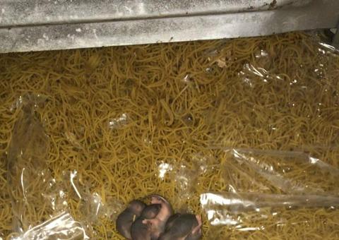 Ratos infestam fornecedora de alimentos para presídios e escolas