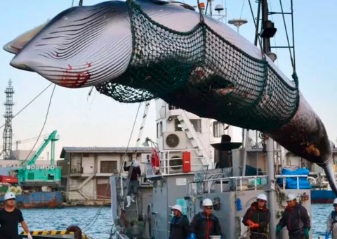 Japão retoma caça comercial de baleias nesta segunda 