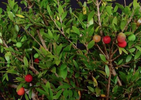 Estudante da Ufam descobre eficácia de fruto amazônico no combate ao diabetes