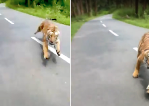 Vídeo mostra tigre perseguindo motociclistas em parque na Índia