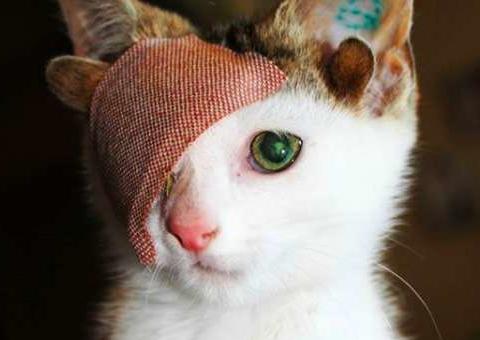 Frankenkitten, o gatinho fofo com 4 orelhas e 1 olho