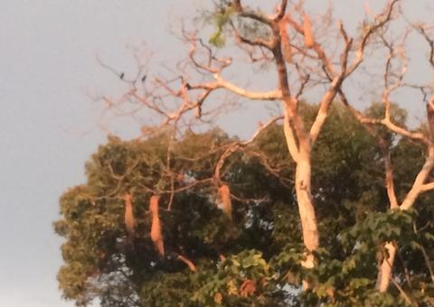 Noruega e Alemanha aguardam posição do Brasil sobre Fundo Amazônia