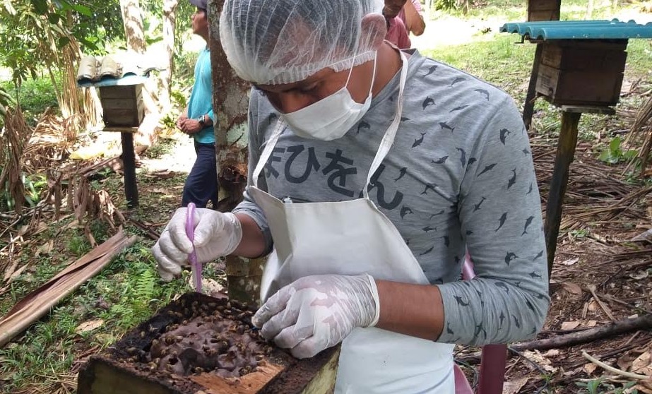 Agricultores investem na criação de abelhas no Amazonas 