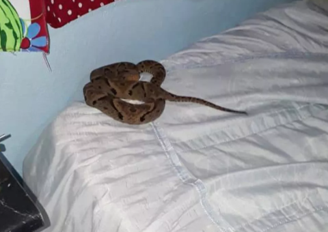 Garoto de 10 anos é picado por cobra enquanto dormia
