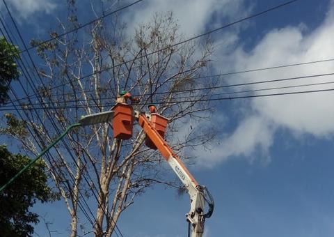 Ação preventiva de manejo faz retirada de árvore com risco de queda na avenida André Araújo