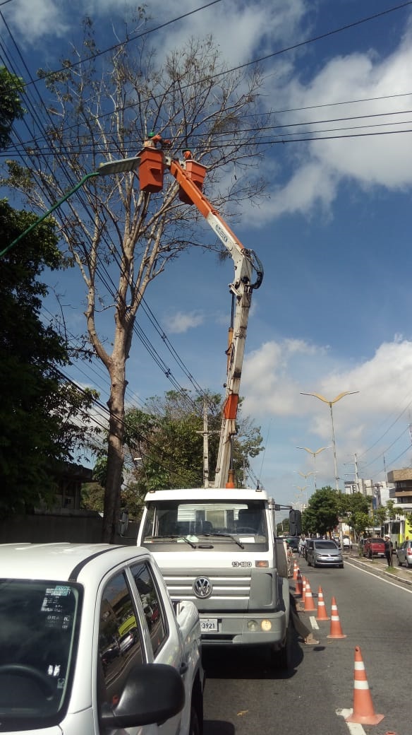 Ação preventiva de manejo faz retirada de árvore com risco de queda na avenida André Araújo