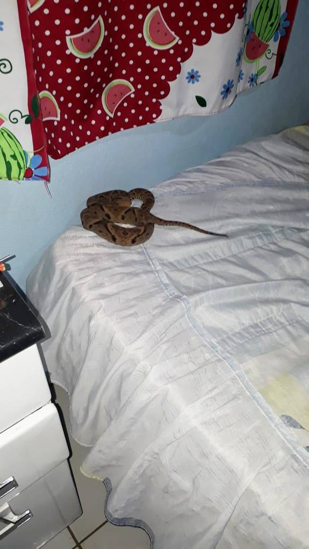 Menino de 10 anos é picado por jararaca na cama enquanto dormia 