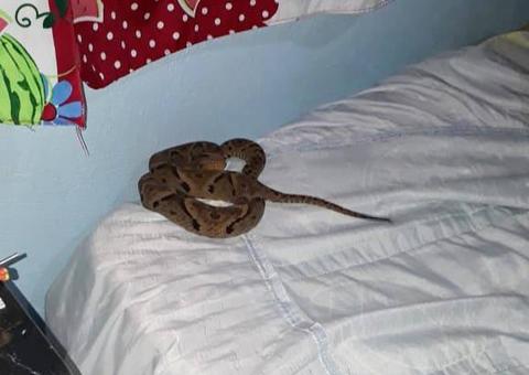 Menino de 10 anos é picado por jararaca na cama enquanto dormia 
