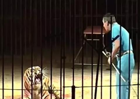 Domador de tigres é atacado e morto durante treinamento na Itália