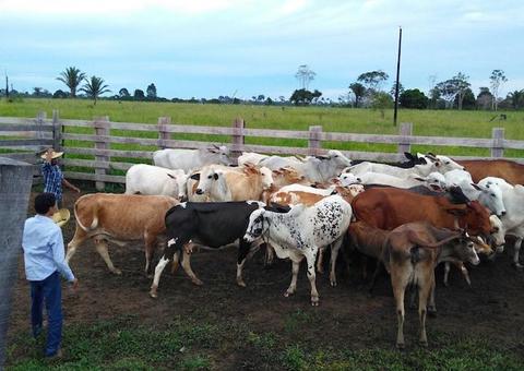 Amazonas promove fórum sobre febre aftosa sem vacinação em Autazes