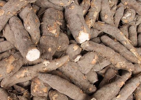 Macaxeira é ótimo alimento para grávidas e protege coração; saiba mais