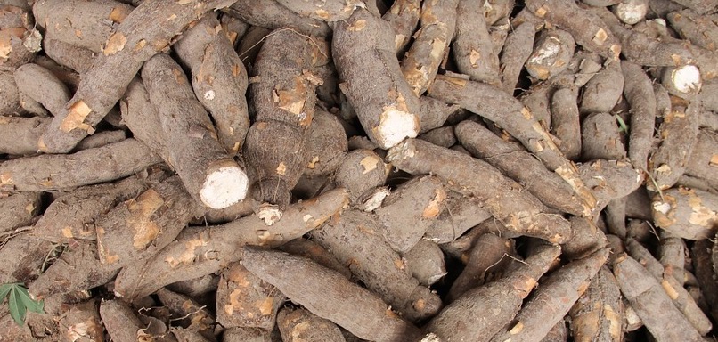 Macaxeira é ótimo alimento para grávidas e protege coração; saiba mais