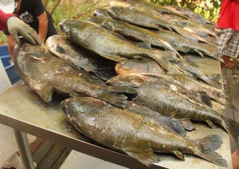 Tambaqui será vendido a partir de R$ 9 neste sábado em Manaus 