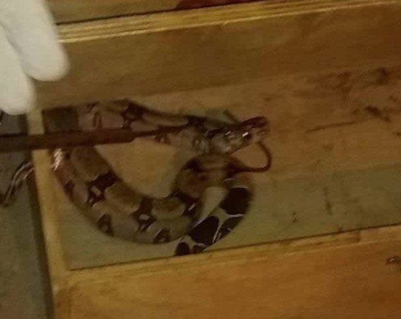 Jiboia invade casa e assusta moradores em Manaus