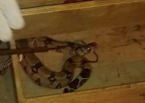 Jiboia invade casa e assusta moradores em Manaus