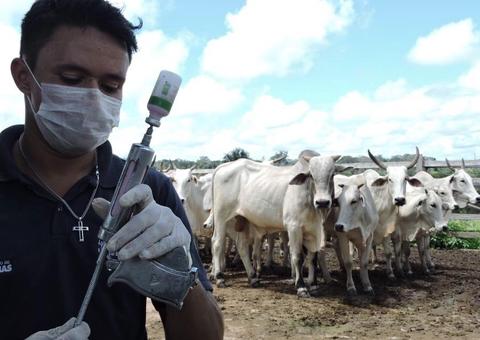 Mais de 200 mil bovinos devem ser vacinados no Amazonas contra aftosa 