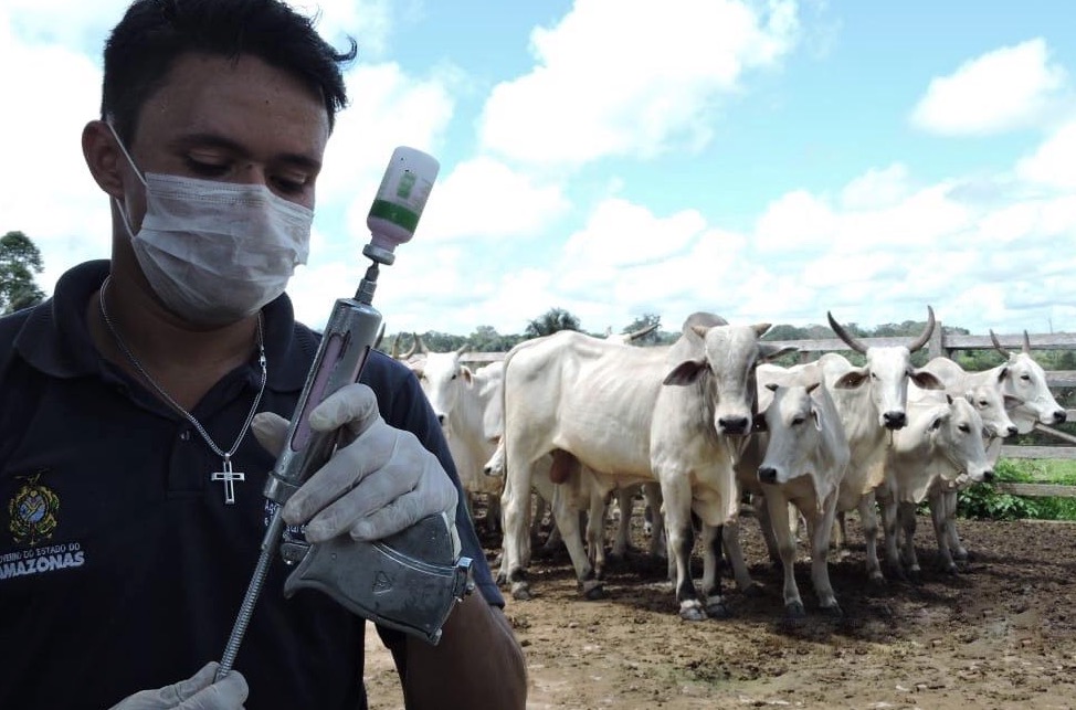 Mais de 200 mil bovinos devem ser vacinados no Amazonas contra aftosa 