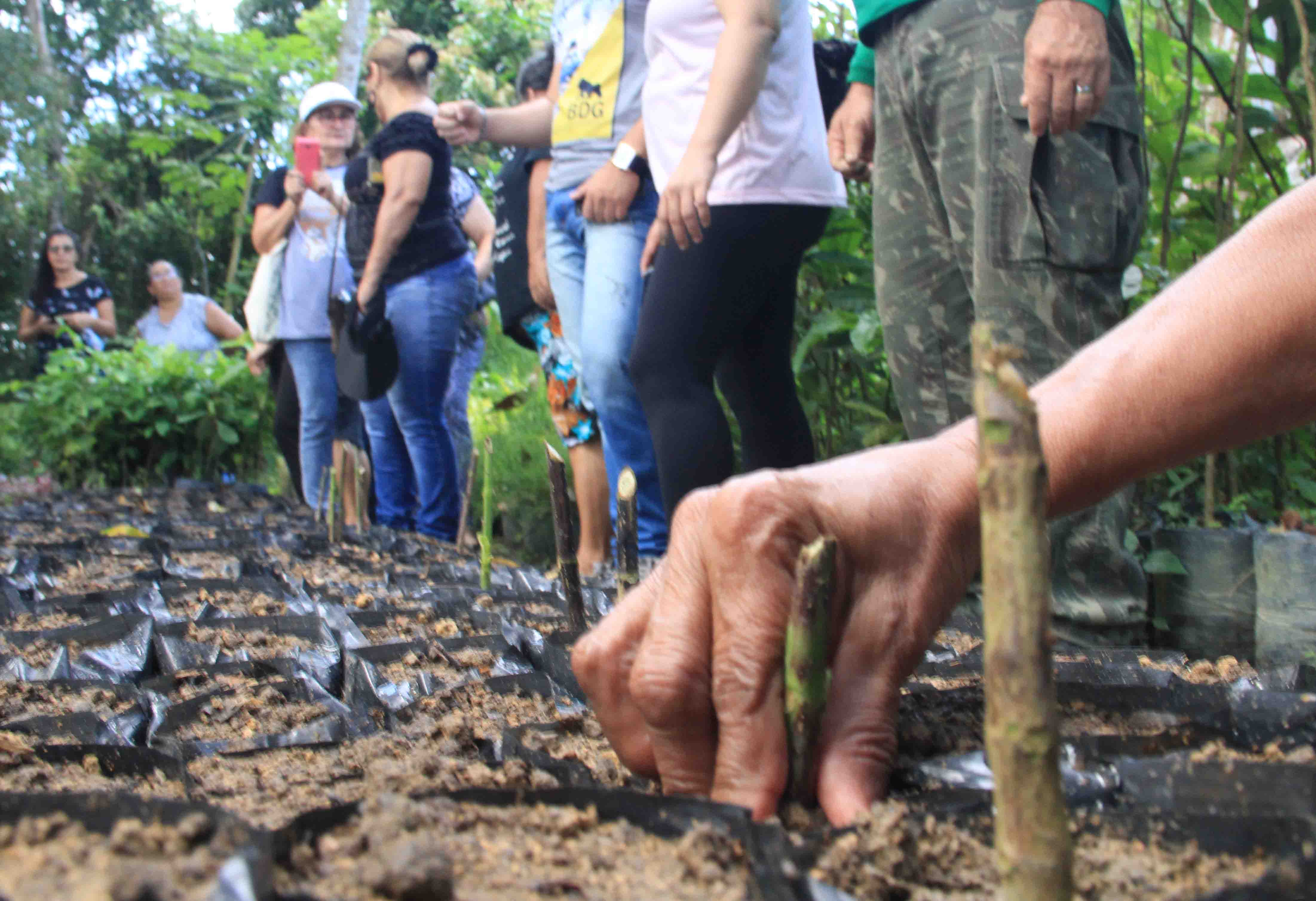 Minicurso ensina noções básicas de paisagismo e jardinagem em Manaus