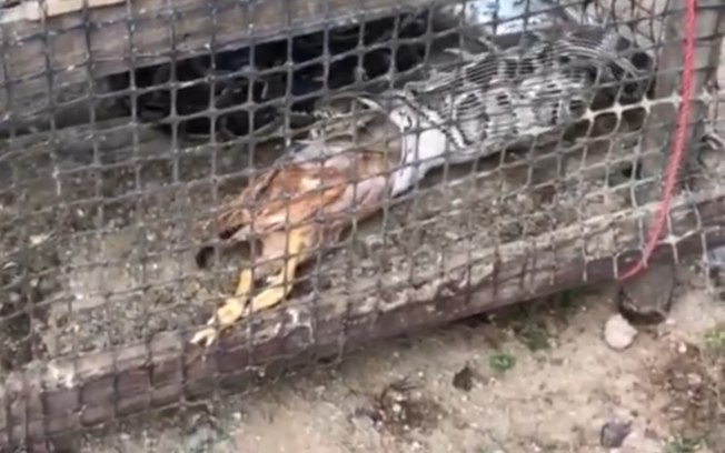 Cobra é capturada e vomita duas galinhas inteiras