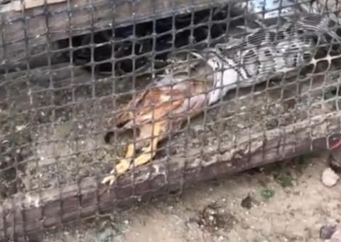 Cobra é capturada e vomita duas galinhas inteiras