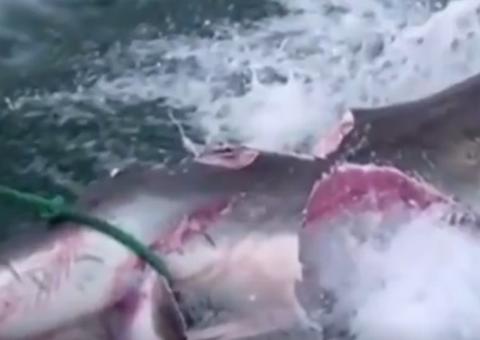 Vídeo mostra batalha sangrenta de tubarões canibais