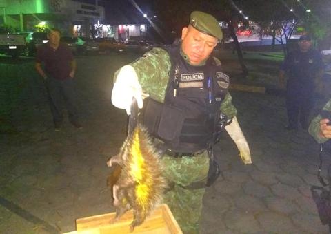 Em Manaus, porco-espinho ‘invade' maternidade e é resgatado 