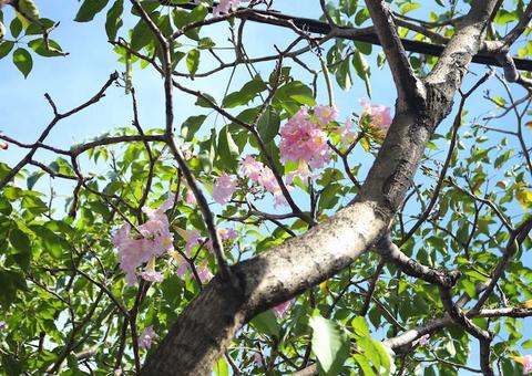 Em Manaus, visual da Djalma Batista muda com floração de ipês em julho