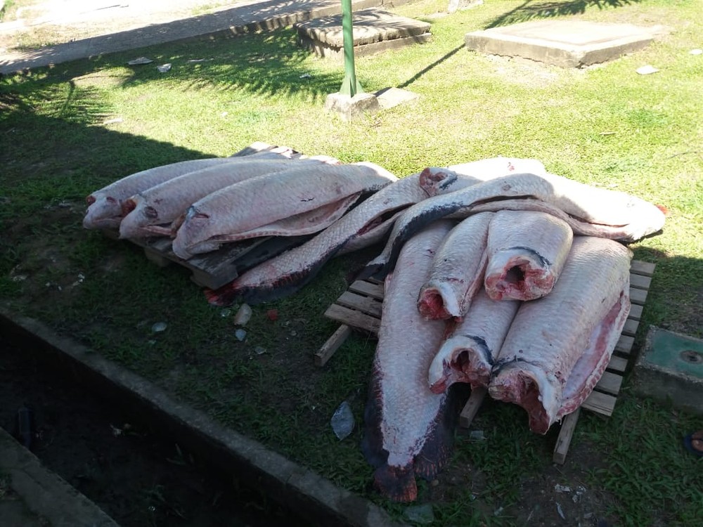 PF apreende mais de duas toneladas de pirarucu em comunidade indígena no Amazonas 