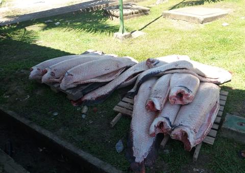PF apreende mais de duas toneladas de pirarucu em comunidade indígena no Amazonas 